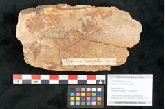 Foto (Objekt + Etikett) von Asplenium hochstetteri Unger (NHMW-GEO-2024-0188-10334)